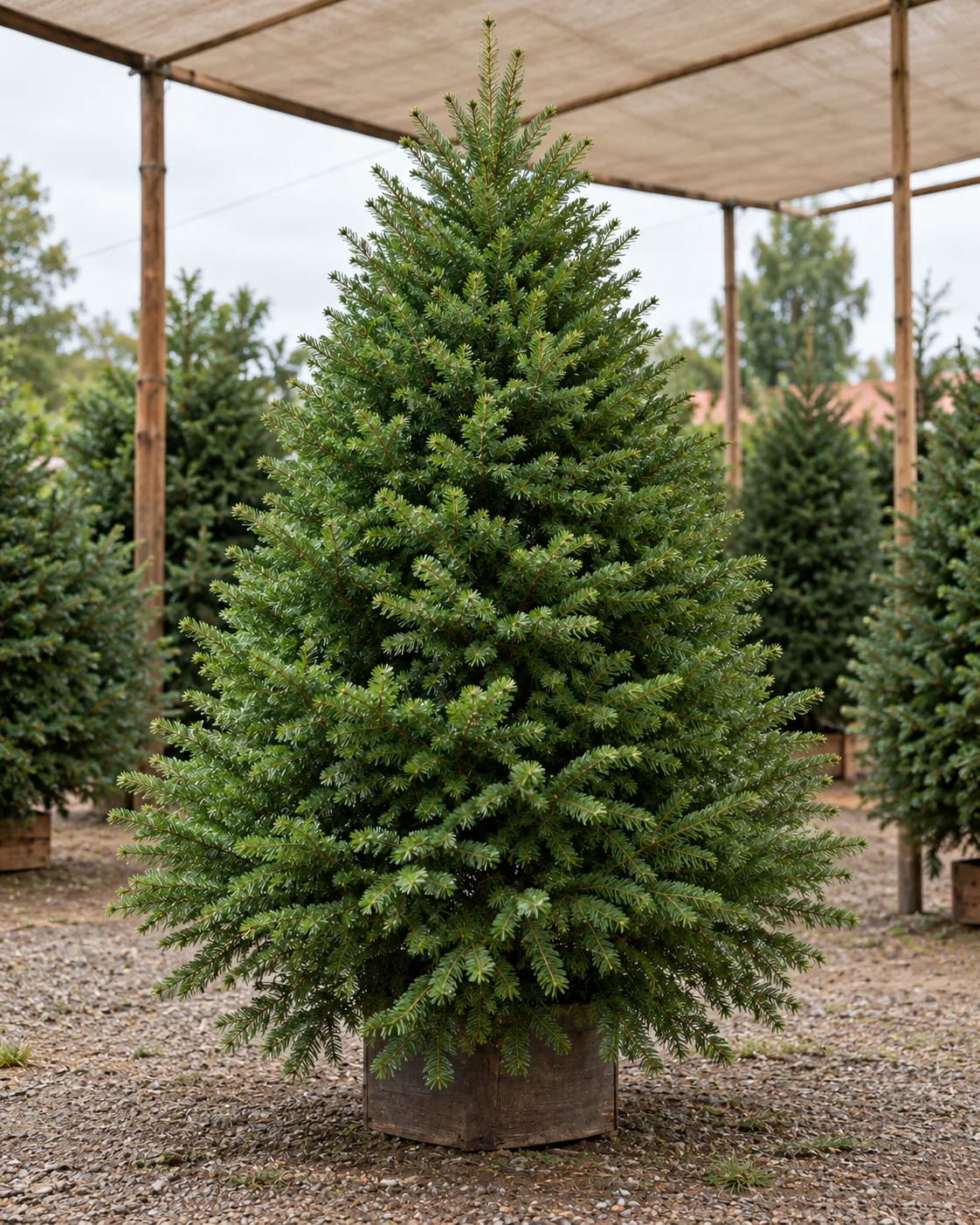 Árbol en el vivero