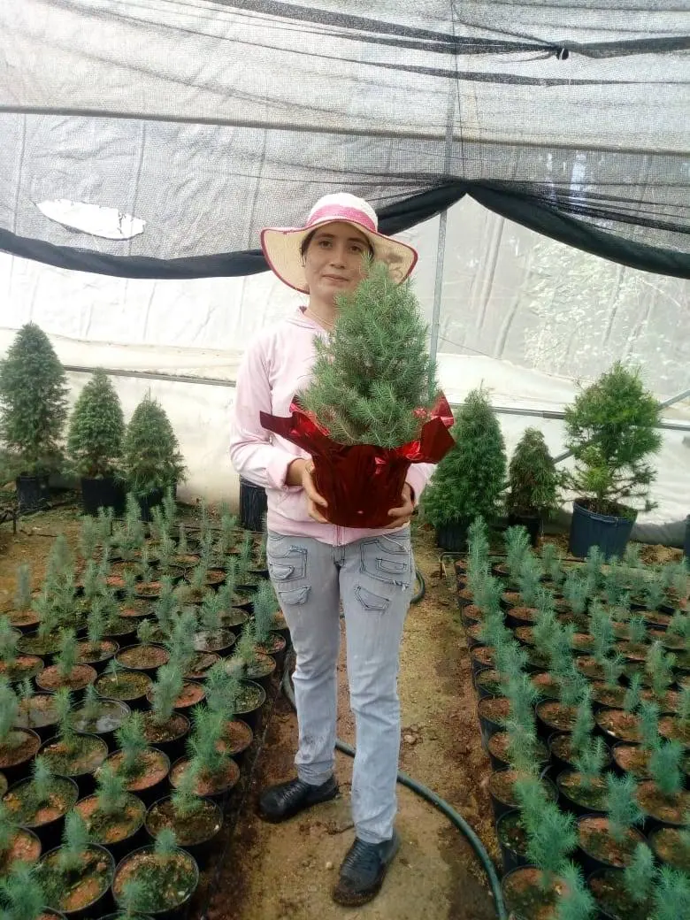 Cuidado de un árbol joven en el vivero