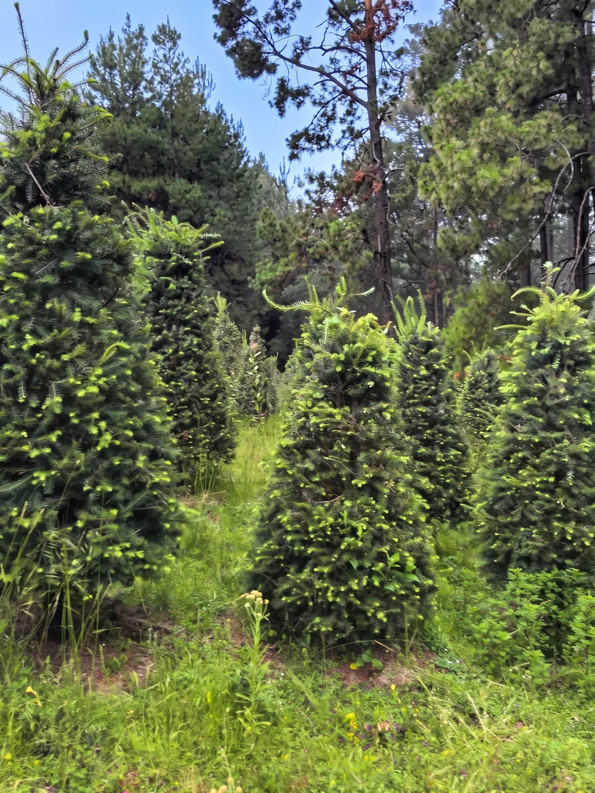 Árbol de Navidad Natural Pseudotsuga 1.50 m con Base