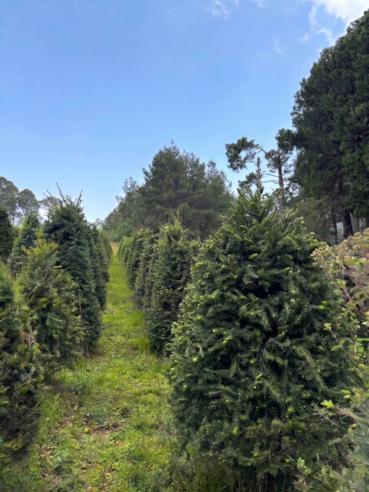 Árbol de Navidad Natural Pseudotsuga 1.60 m