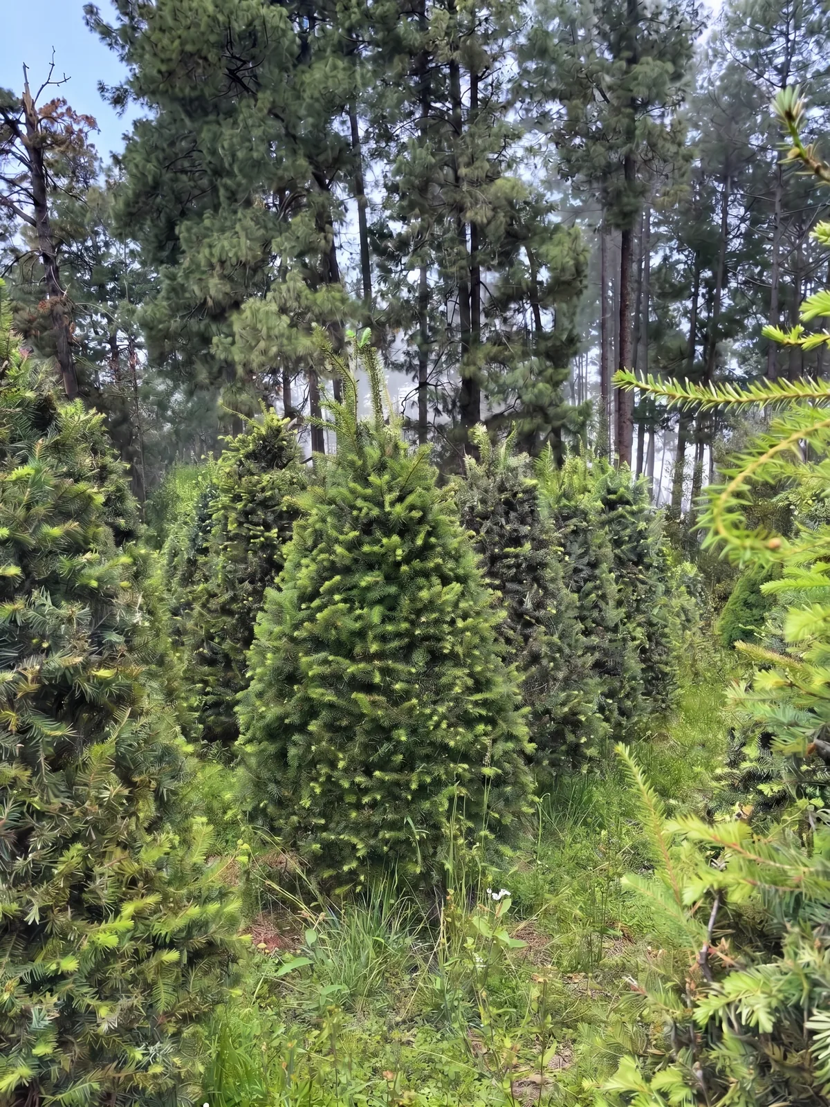 Árbol de Navidad Natural Pseudotsuga 1.70 m