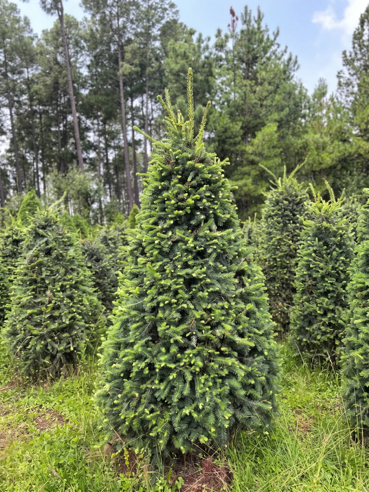 Árbol de Navidad Natural Pseudotsuga 1.90 m