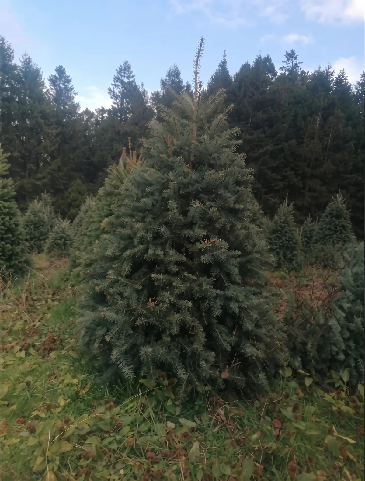 Árbol de Navidad Natural Pseudotsuga 2.10 m