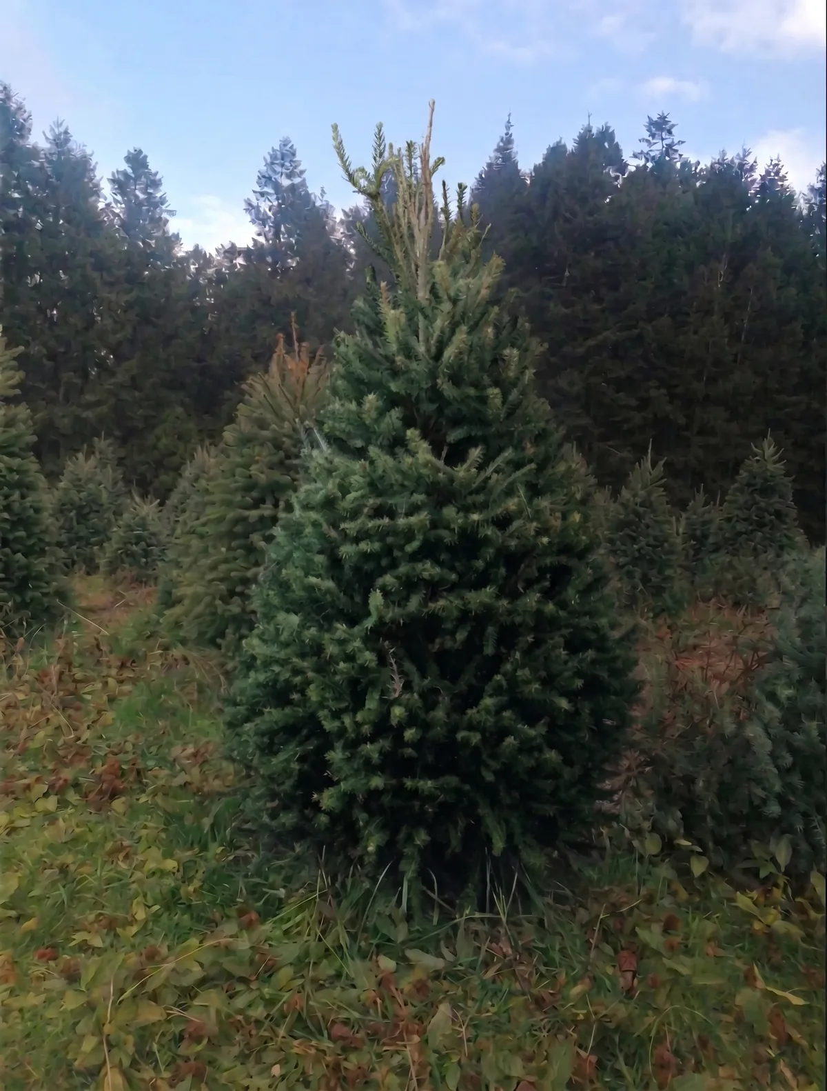 Árbol de Navidad Natural Pseudotsuga 2.20 m