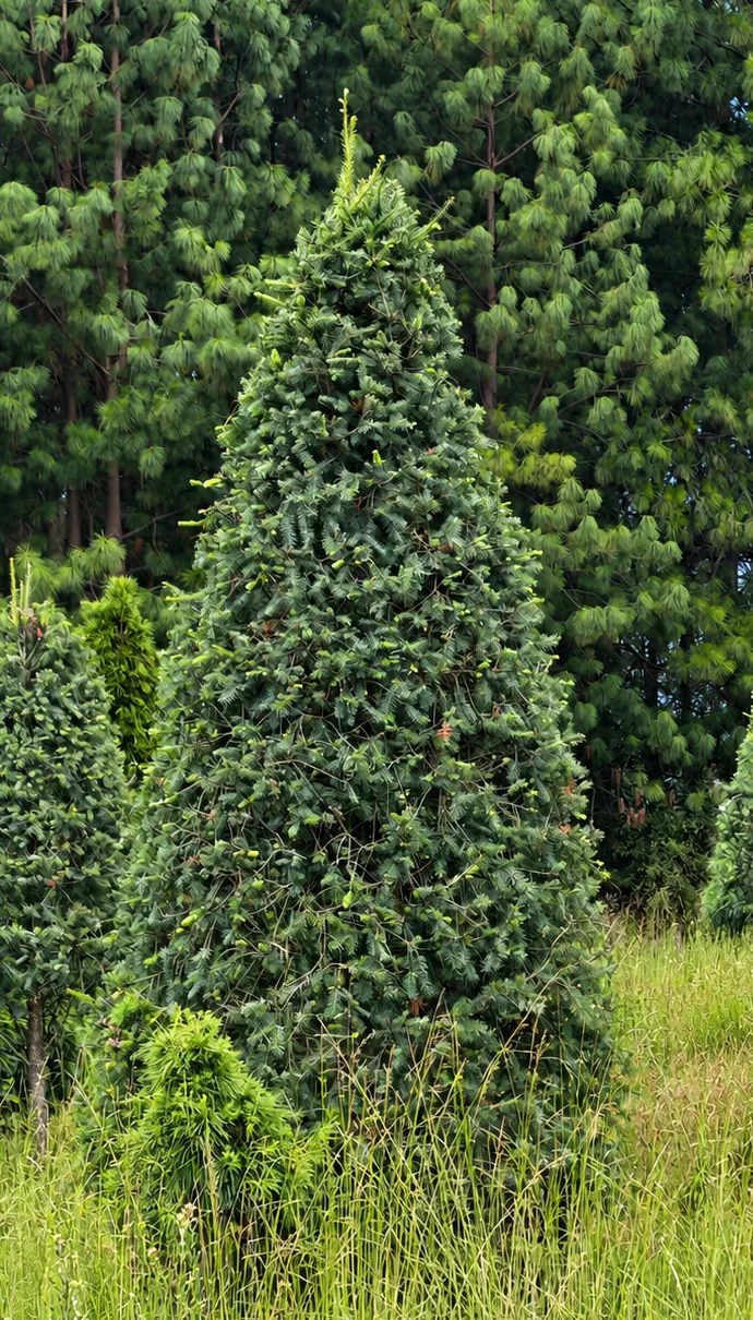 Árbol de Navidad Natural Pseudotsuga 2.90 m