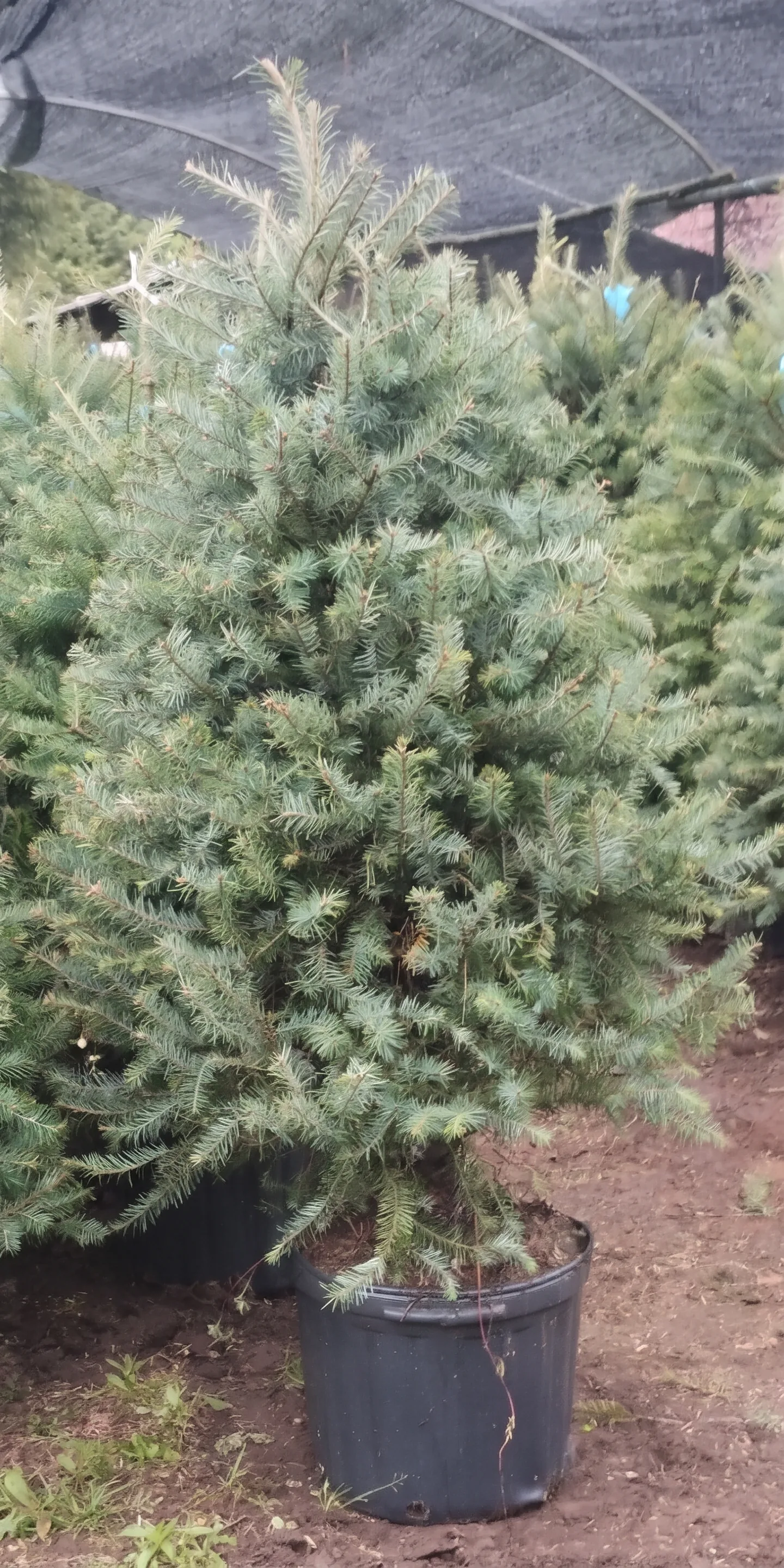 Árbol de Navidad Natural Pseudotsuga 1.60 m en Maceta