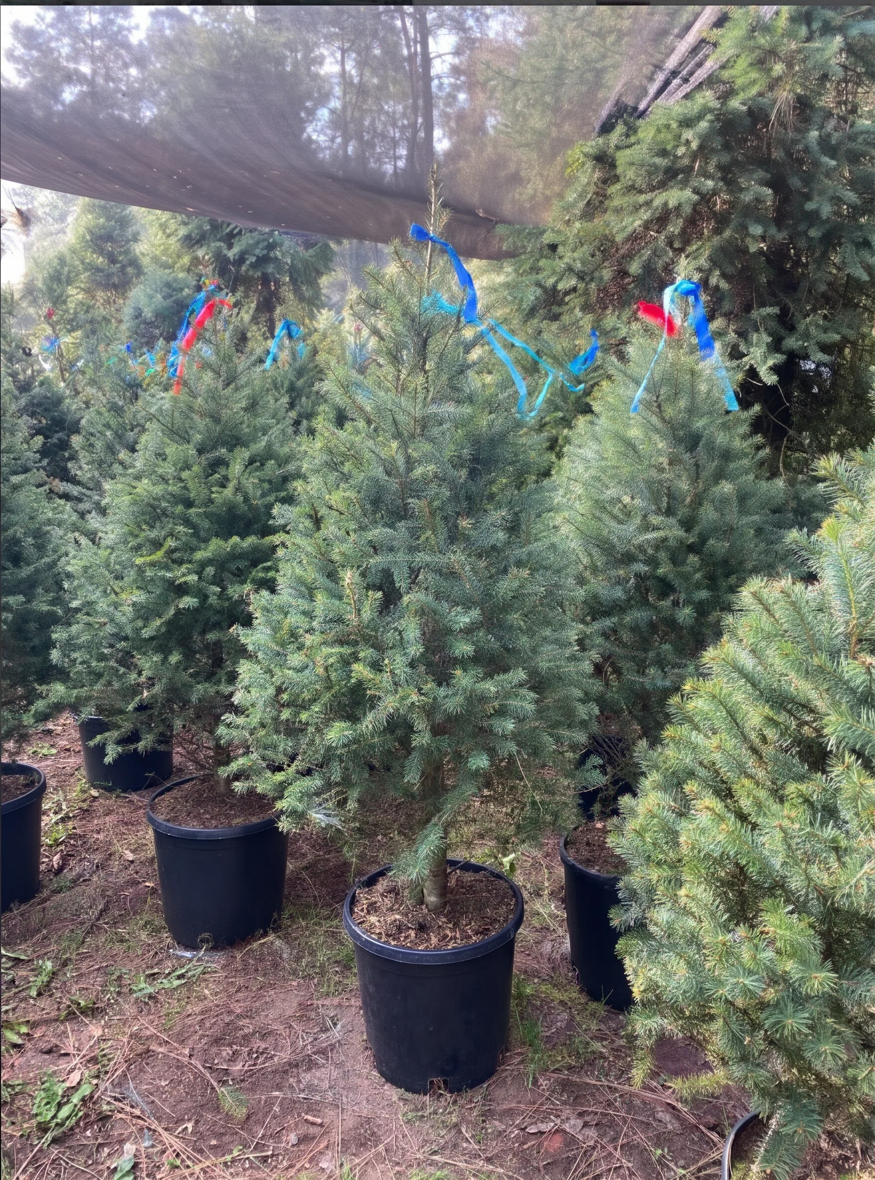 Árbol de Navidad Natural Pseudotsuga 1.70 m en Maceta
