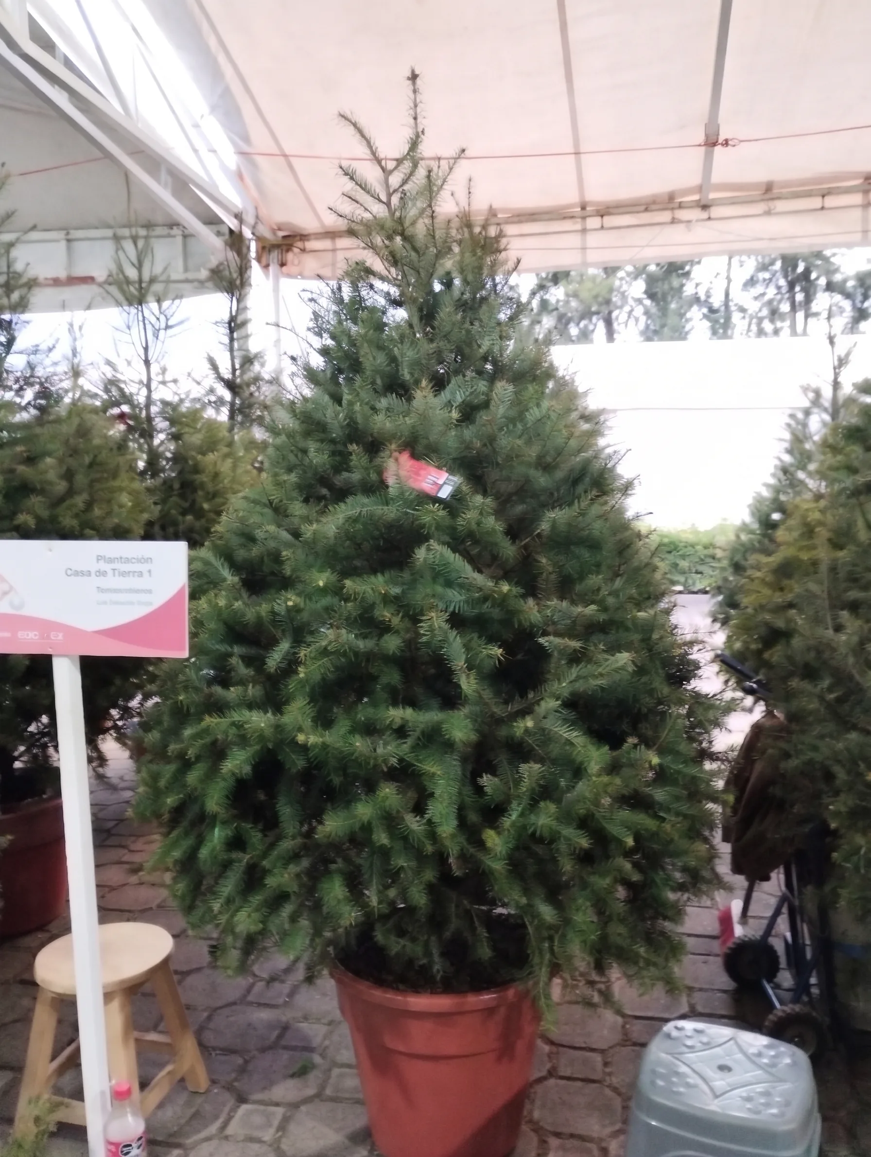 Árbol de Navidad Natural Pseudotsuga 1.80 m en Maceta