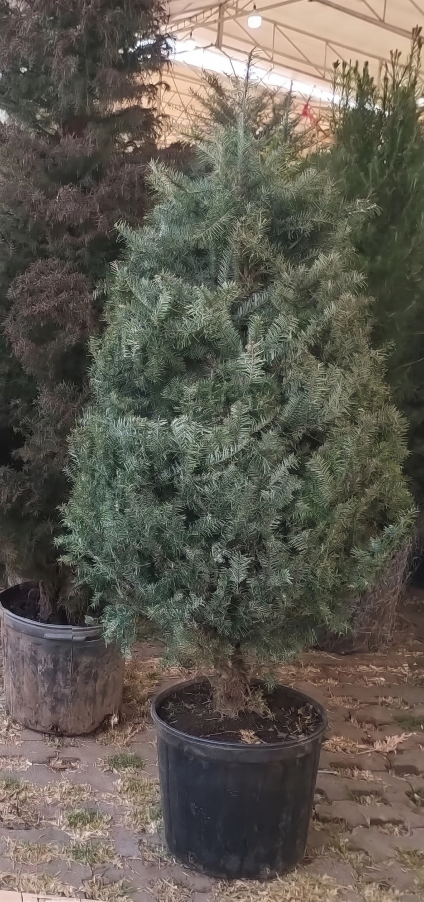 Árbol de Navidad Natural Pseudotsuga 1.50 m en Maceta