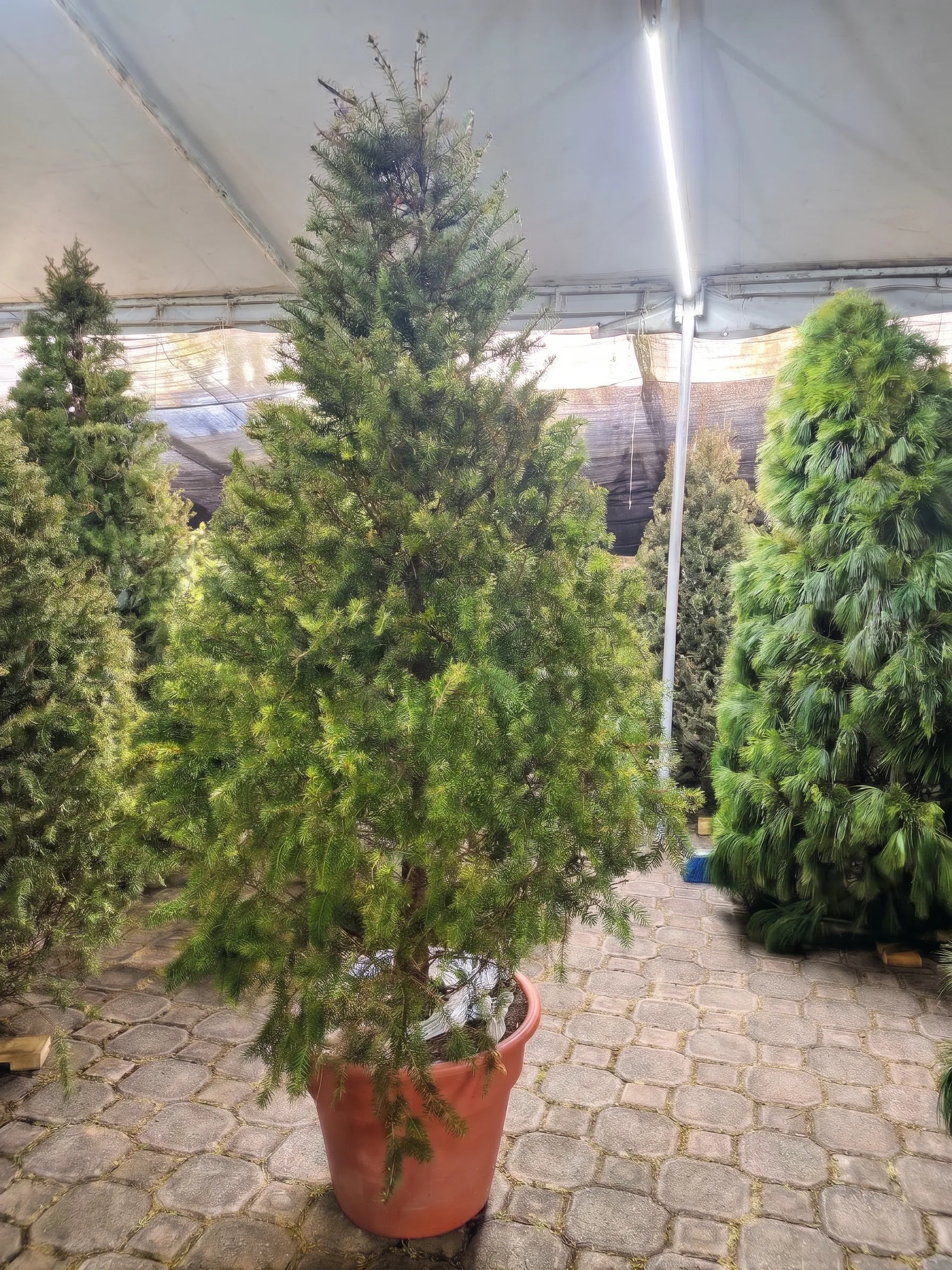 Árbol de Navidad Natural Pseudotsuga 2.60 m en Maceta