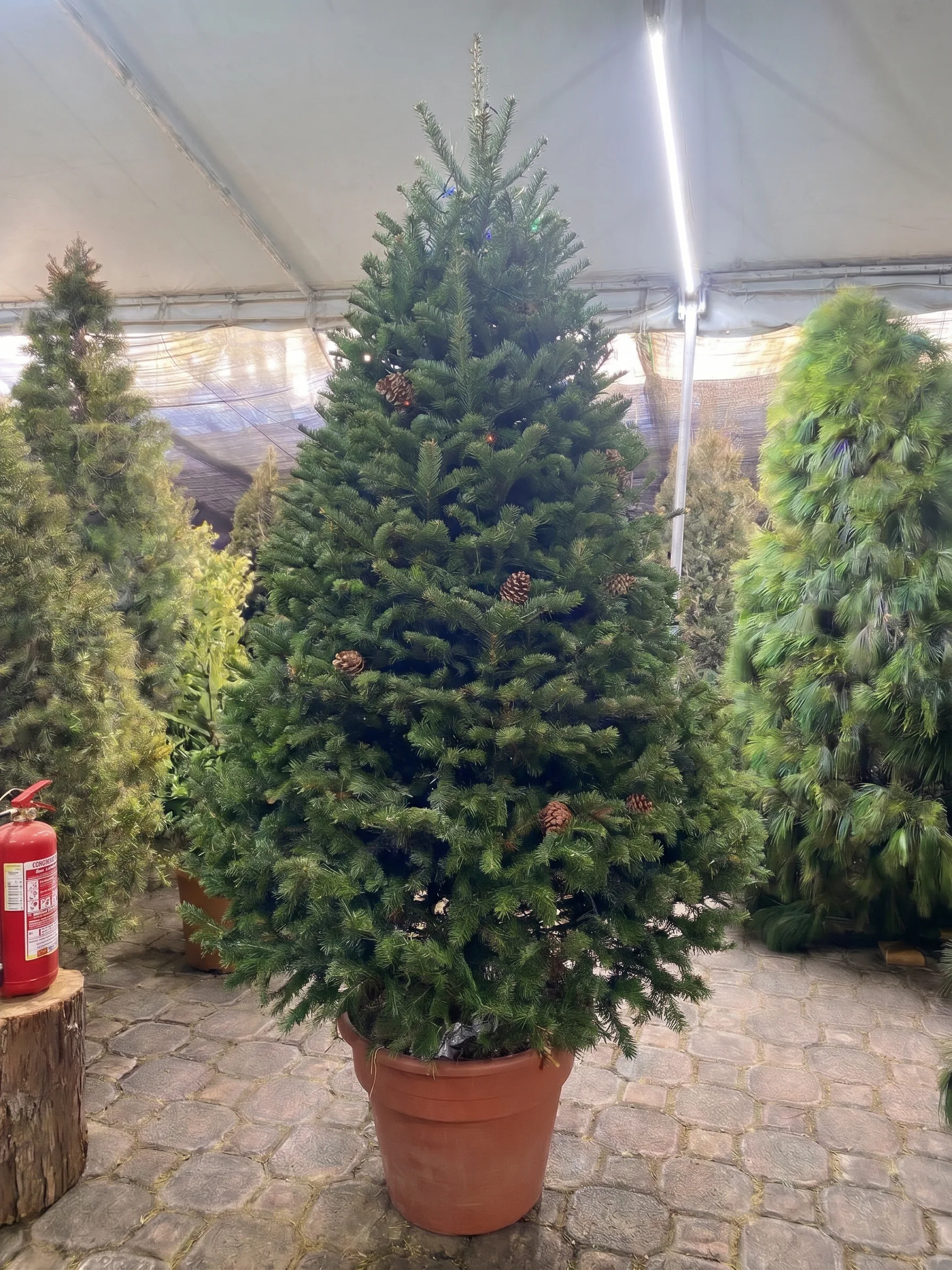 Árbol de Navidad Natural Pseudotsuga 2.70 m en Maceta