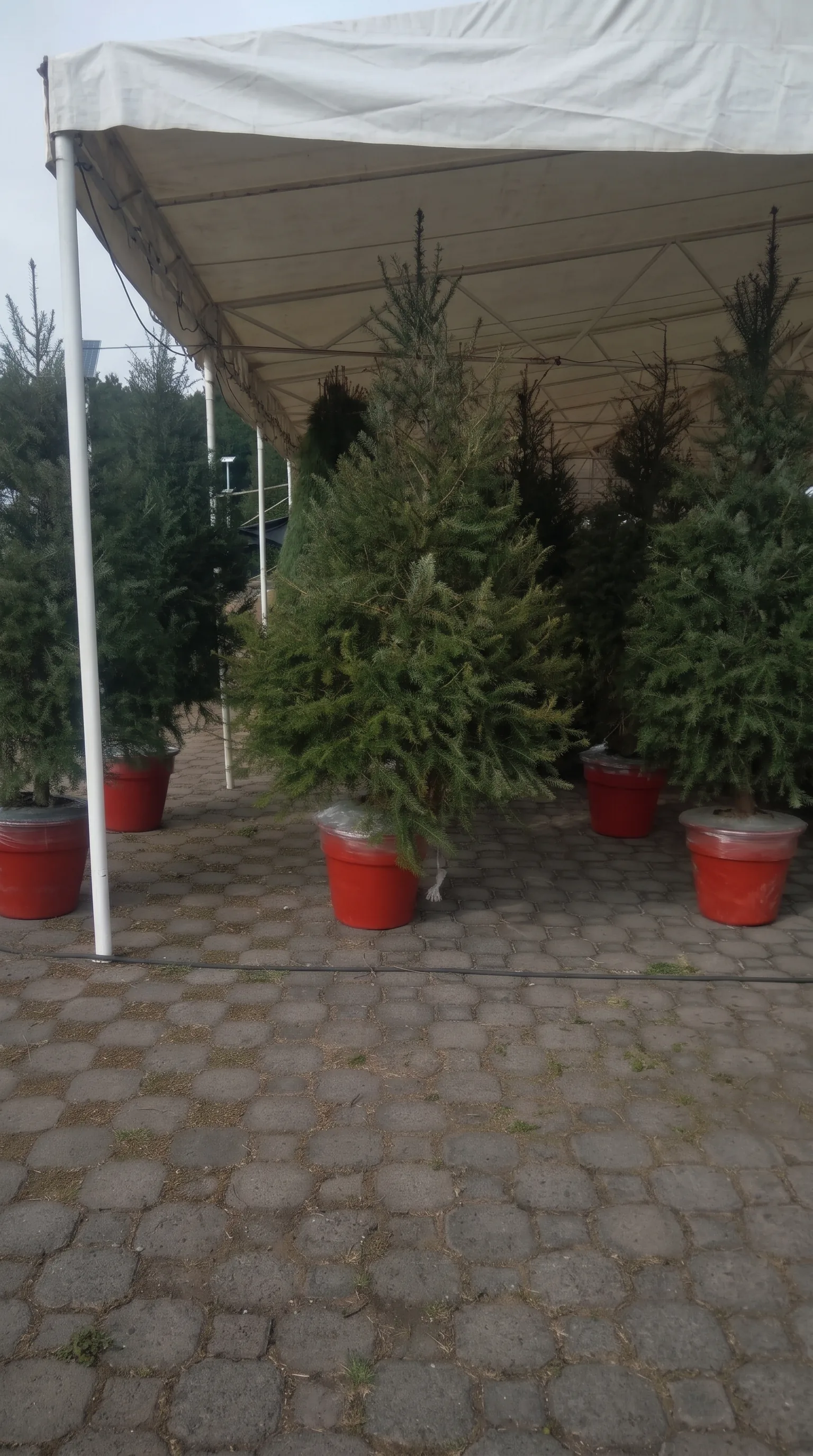 Árbol de Navidad Natural Pseudotsuga 2.80 m en Maceta