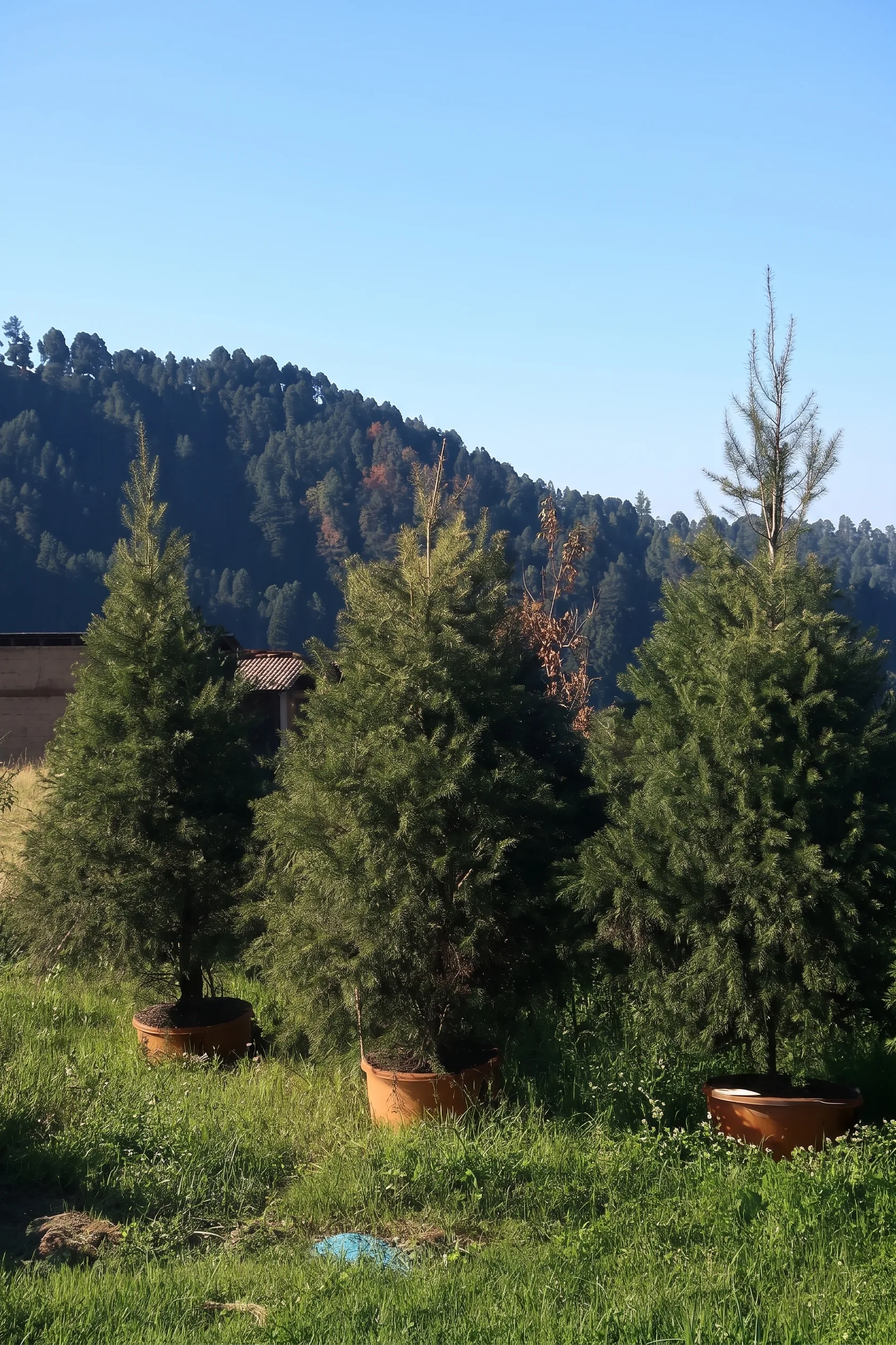 Árbol de Navidad Natural Pseudotsuga 2.90 m en Maceta