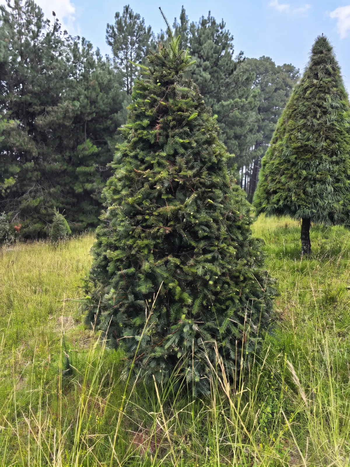 Árbol de Navidad Natural Pseudotsuga 1.80 m