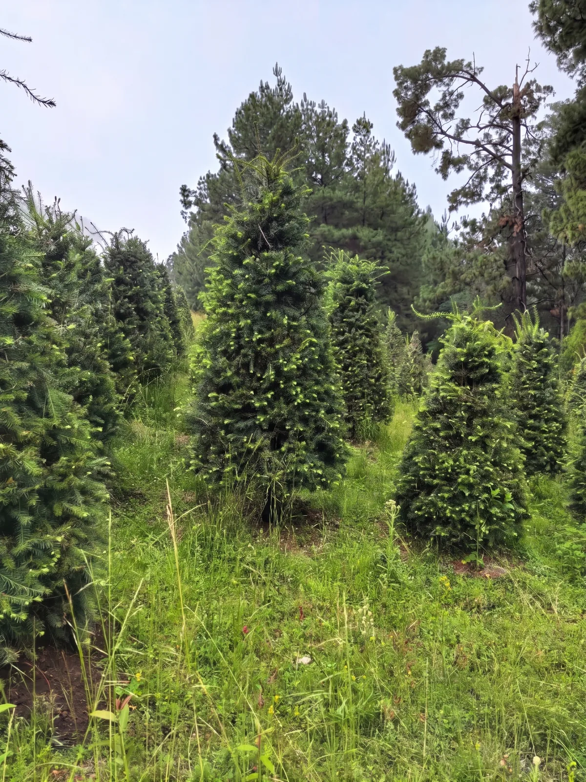 Árbol de Navidad Natural Pseudotsuga 2.00 m